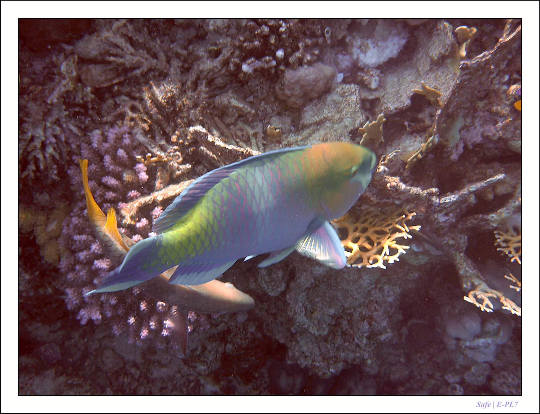 2023 - 03 - Charm El Sheikh - 54